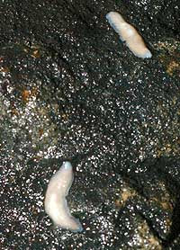 Пинк планериа гэх хорхой. Колумбиа Мизуриан сонины авсан зураг. pinkplanaria